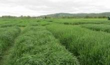 ‘Living Catalogue’ shows farmers which grass mixtures to sow